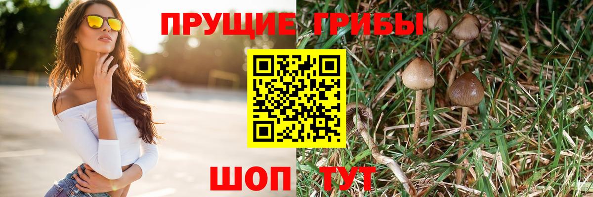 Псилоцибиновые грибы GOLDEN TEACHER  Вход с VPN  Королёв  Галлюциногенные грибы ЛСД 
